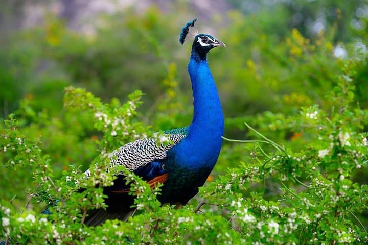 Minneriya Elephant Safari Drive From Trincomalee: Morning & Afternoon Jeep Safaris to See Wild Herds photo 4