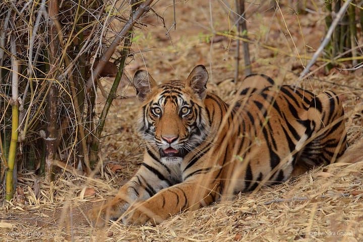 Delhi Zoo White Tigers & Purana Qila Old Fort Tour — See Tigers, Lions & Ancient Forts photo 3
