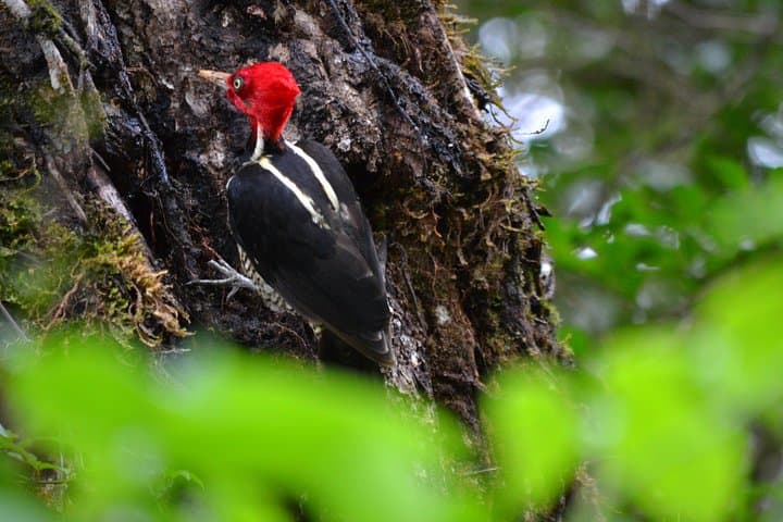 Esquipulas Birdwatching near Manuel Antonio — Guided 4–5 Hour Morning Tour photo 3