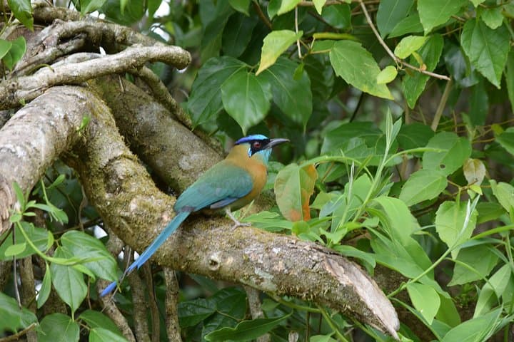 Esquipulas Birdwatching near Manuel Antonio — Guided 4–5 Hour Morning Tour photo 2