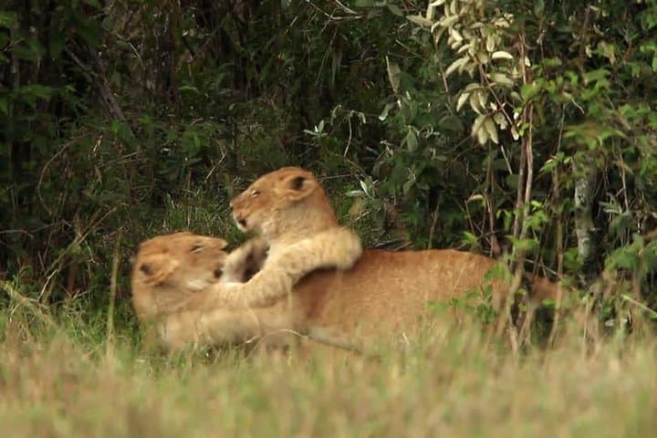 5-Day Ol Pejeta & Samburu Safari — Rhinos, Chimps and Samburu Culture photo 2