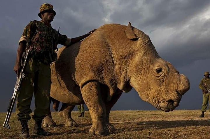 5-Day Ol Pejeta & Samburu Safari — Rhinos, Chimps and Samburu Culture photo 3
