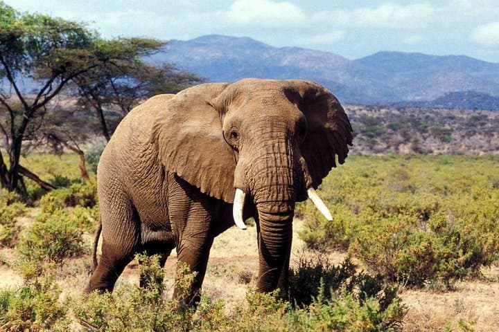 5-Day Ol Pejeta & Samburu Safari — Rhinos, Chimps and Samburu Culture photo 4