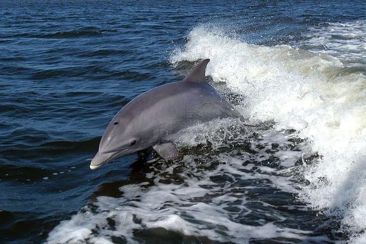 Sesimbra Eco Dolphin Watching & Coastal Cleanup — Lisbon Day Trip photo 2