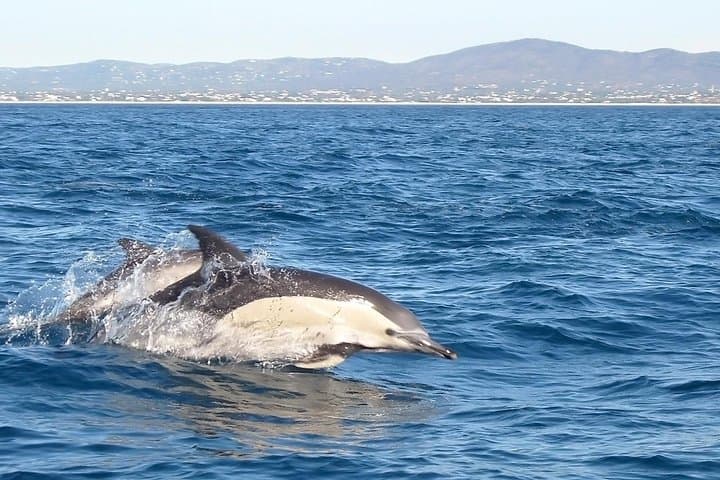 Sesimbra Eco Dolphin Watching & Coastal Cleanup — Lisbon Day Trip photo 3