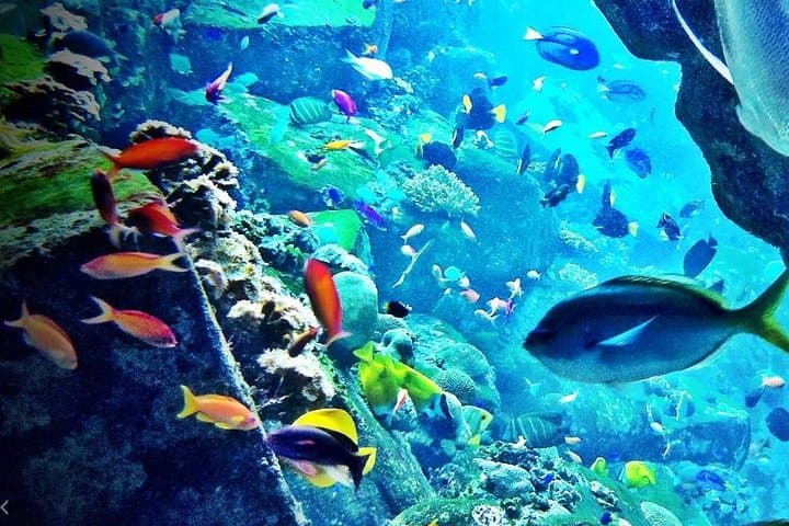 Dubai in Four Hours: City Highlights and Dubai Aquarium Underwater Zoo photo 2