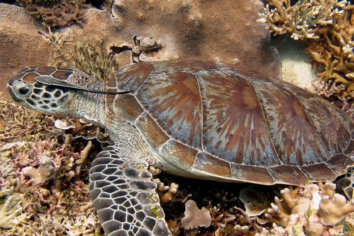 Explore Tunku Abdul Rahman: Guided Snorkeling Day Trip from Kota Kinabalu photo 3
