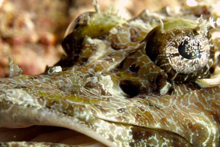 Explore Tunku Abdul Rahman: Guided Snorkeling Day Trip from Kota Kinabalu photo 4