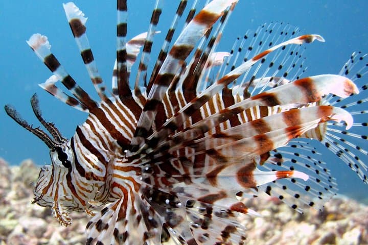 Explore Tunku Abdul Rahman: Guided Snorkeling Day Trip from Kota Kinabalu photo 5