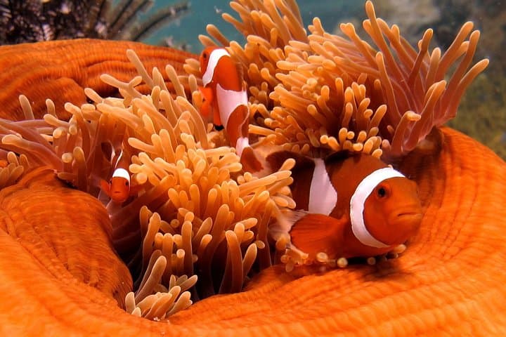 Explore Tunku Abdul Rahman: Guided Snorkeling Day Trip from Kota Kinabalu
