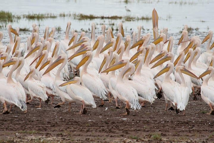 6-Day Tanzania Budget Camping Safari: Tarangire, Serengeti, Ngorongoro & Lake Manyara photo 3