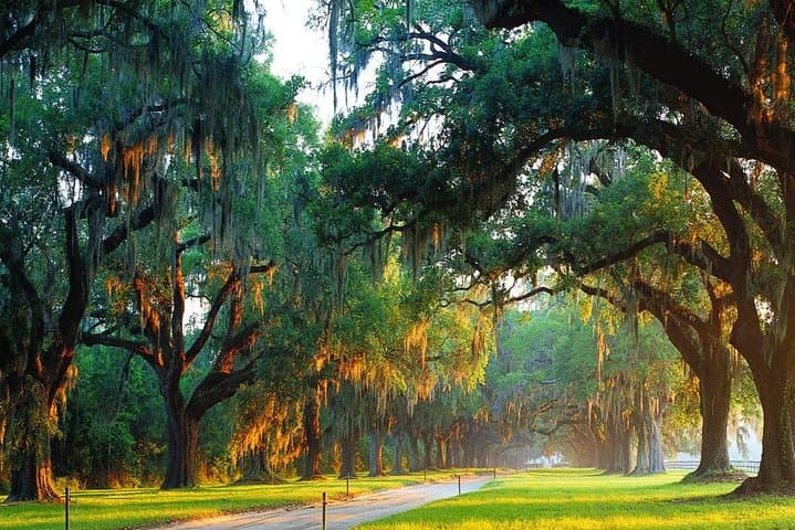 Boone Hall Plantation All-Access: Gardens, Gullah Culture & Historic Home Tour photo 3