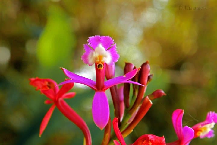 Short Inca Trail to Machu Picchu: 2-Day Private Trek and Train Combo photo 6