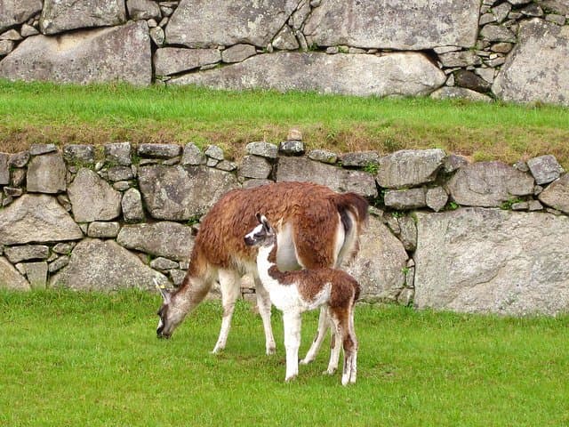 Two-Day Private Machu Picchu Train Tour from Cusco photo 6