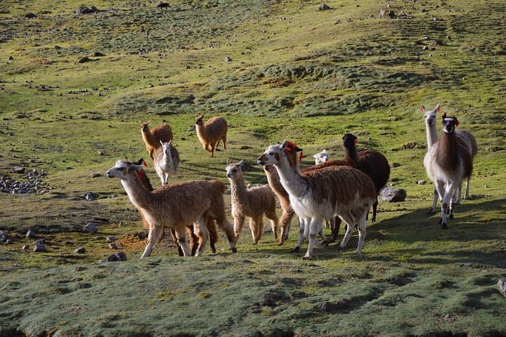 4-Day Lares Trek to Machu Picchu: Private Guided Hike Through Andean Villages photo 3