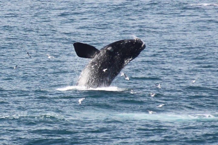 Hermanus Land-Based Whale Watching: Cliff-Top Walks & Museum Intro photo 2
