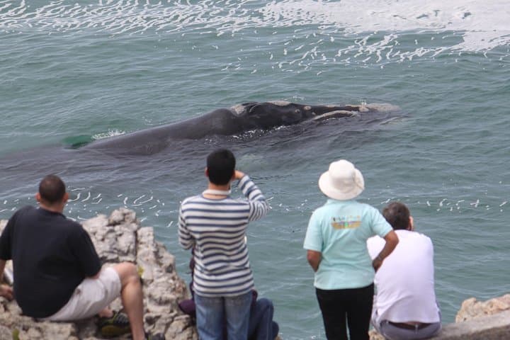 Hermanus Land-Based Whale Watching: Cliff-Top Walks & Museum Intro