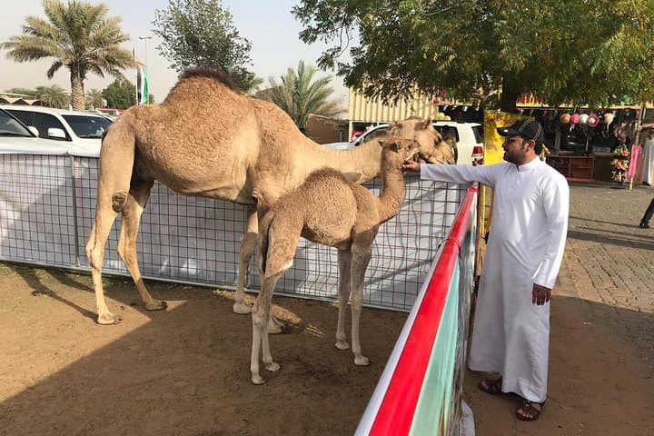 Sunset Dune Safari in Dubai: Dune Bashing, Camel Rides & Desert BBQ photo 4
