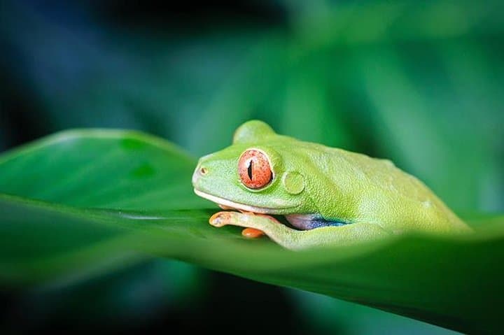 4-Day Tortuguero Adventure: Boat Tours, Rainforest Trails & Turtle Nesting photo 2