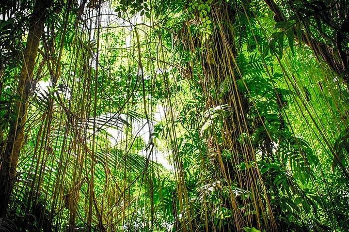4-Day Tortuguero Adventure: Boat Tours, Rainforest Trails & Turtle Nesting photo 4