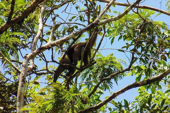 4-Day Tortuguero Adventure: Boat Tours, Rainforest Trails & Turtle Nesting photo 5