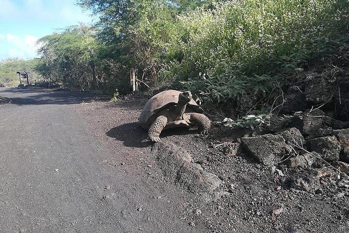 5-Day Galapagos & Los Tuneles Tour — Isabela and Santa Cruz Adventure photo 6