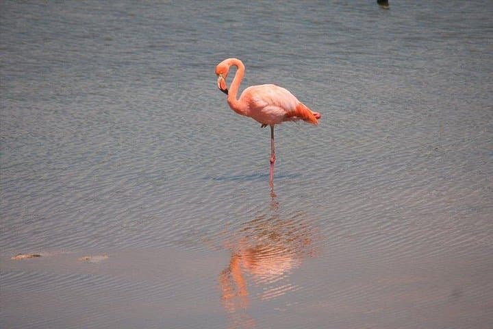 5-Day Galapagos & Los Tuneles Tour — Isabela and Santa Cruz Adventure photo 5