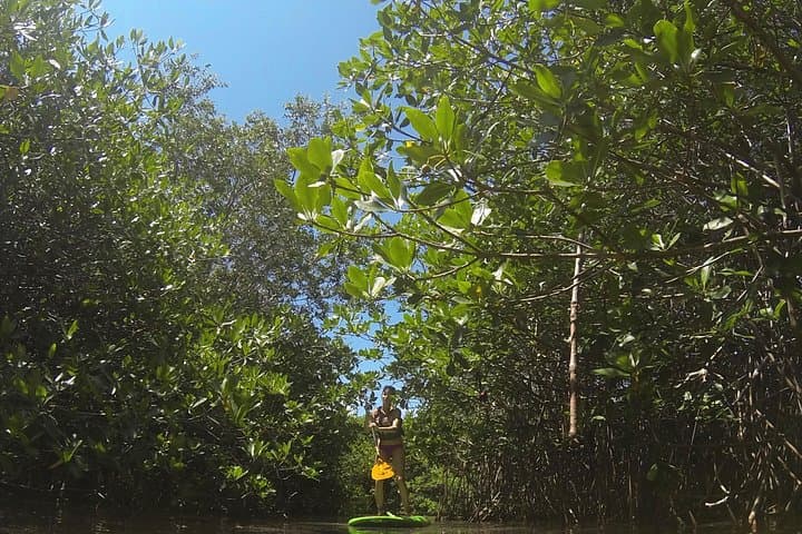 Paddleboard Cenote Tour in Tulum — SUP Through Mangroves & Crystal Caverns photo 2