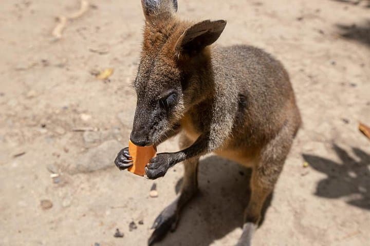 Chillagoe Caves & Outback Day Trip from Cairns — Granite Gorge, Rock Wallabies & Skybury Coffee photo 3