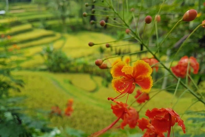 Full-Day Bali Island Tour from Ubud: Waterfalls, Temples & Rice Terraces photo 2