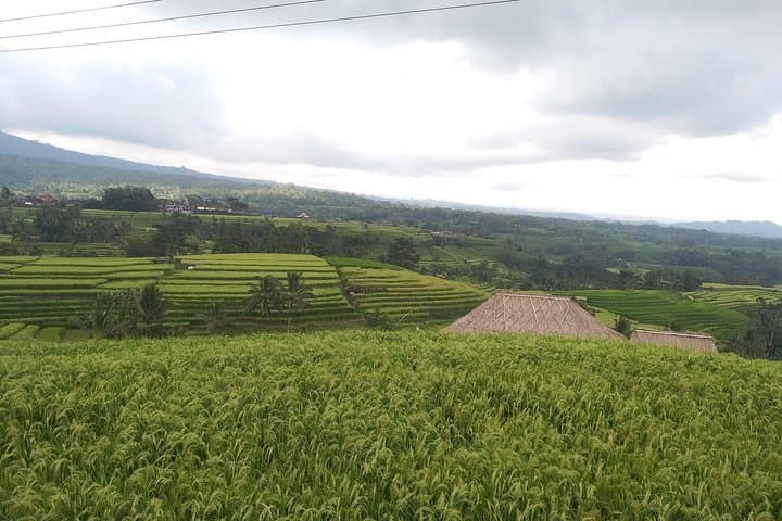 Full-Day Bali Island Tour from Ubud: Waterfalls, Temples & Rice Terraces photo 3