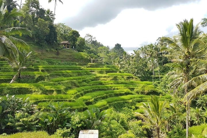 Full-Day Bali Island Tour from Ubud: Waterfalls, Temples & Rice Terraces