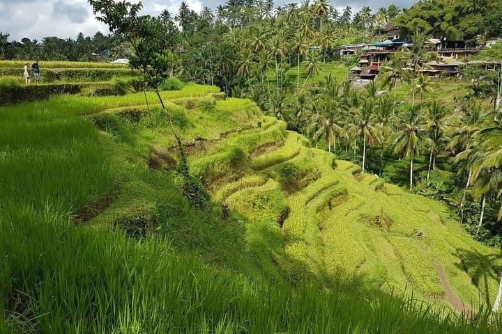 Full-Day Bali Island Tour from Ubud: Waterfalls, Temples & Rice Terraces photo 4