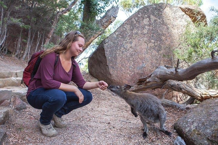 Hobart to Launceston via Wineglass Bay: Active One-Day Freycinet Tour photo 4