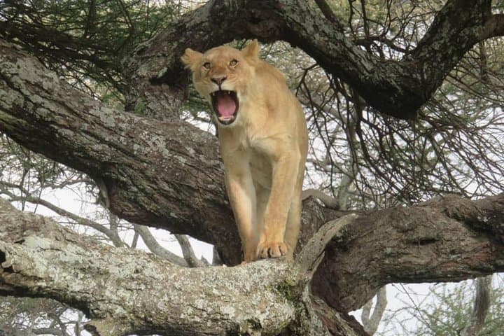 3-Day Leopard Safari: Serengeti & Ngorongoro Big-Game Experience