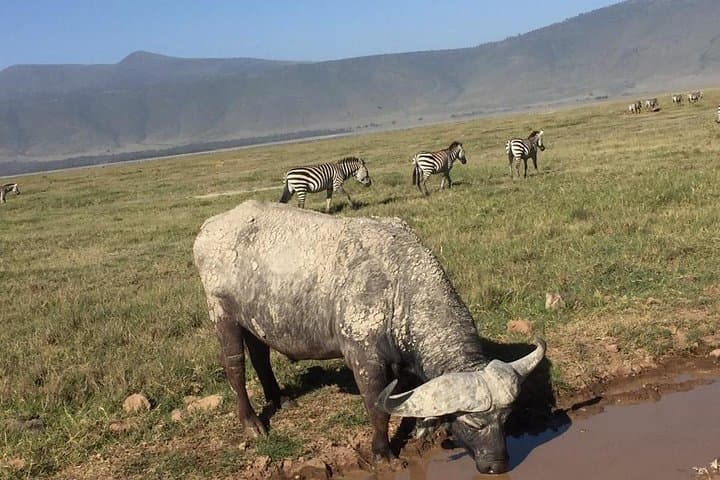 3-Day Leopard Safari: Serengeti & Ngorongoro Big-Game Experience photo 2