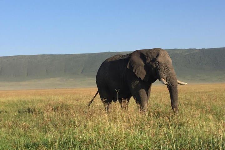 3-Day Leopard Safari: Serengeti & Ngorongoro Big-Game Experience photo 3
