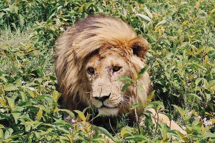 3-Day Leopard Safari: Serengeti & Ngorongoro Big-Game Experience photo 4