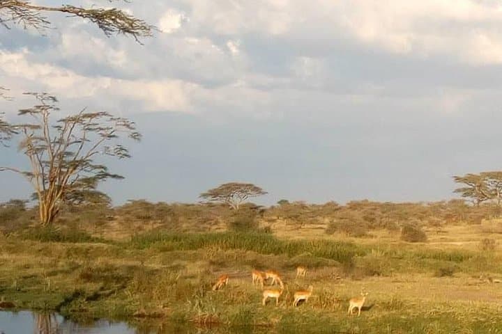 3-Day Leopard Safari: Serengeti & Ngorongoro Big-Game Experience photo 5