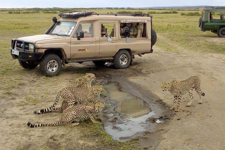 3-Day Masai Mara Budget Safari: Game Drives, Camps & Practical Tips