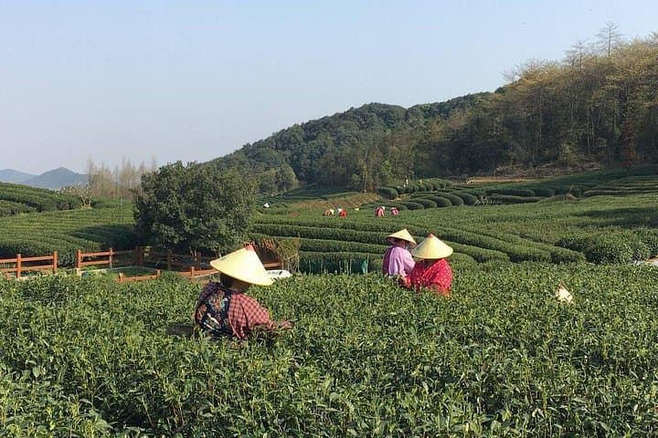 Yunxi Bamboo Forest & West Lake Day Tour: Tea Picking, Tasting and Sunset Boat Ride in Hangzhou photo 4
