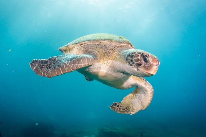 Try Dive by Boat in Puerto Colón — Beginner Scuba in Costa Adeje
