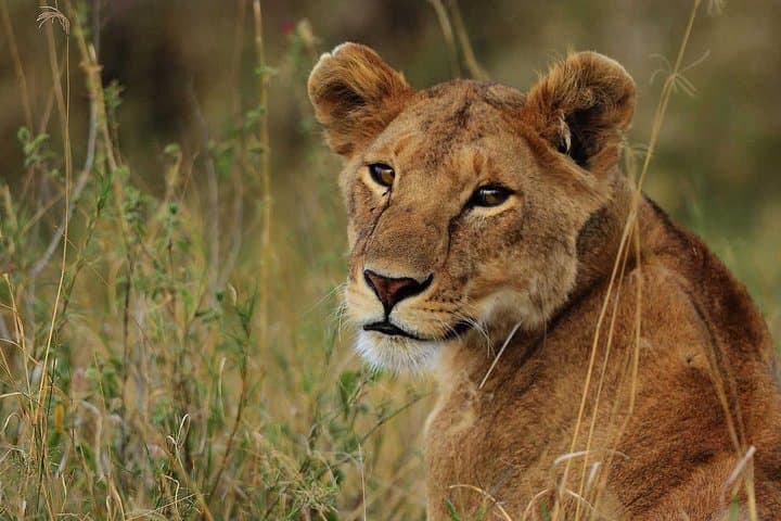Tarangire National Park and Ngorongoro Crater: 2-Day Safari from Arusha photo 1