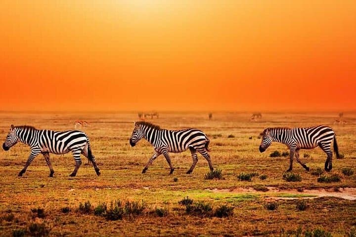 Tarangire National Park and Ngorongoro Crater: 2-Day Safari from Arusha photo 2