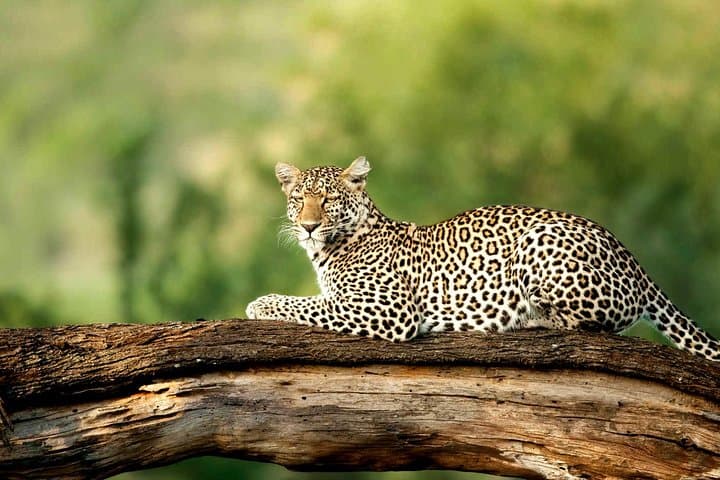 4-Day Tarangire, Serengeti & Ngorongoro Camping Safari from Arusha photo 1