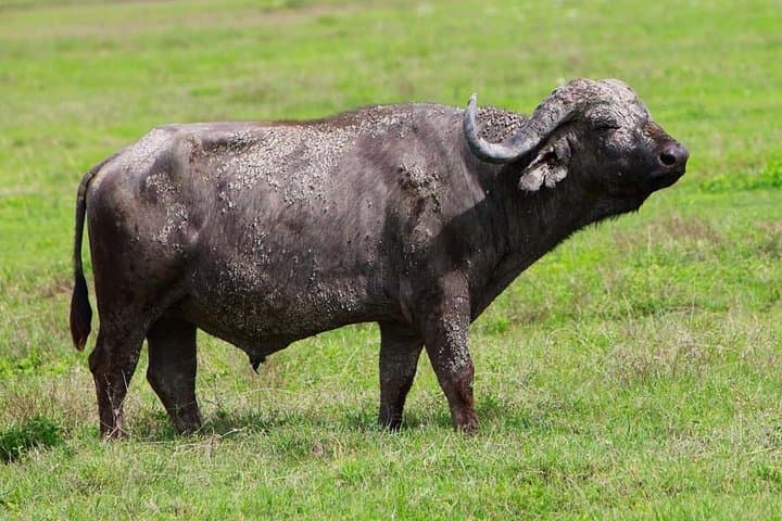 4-Day Tarangire, Serengeti & Ngorongoro Camping Safari from Arusha photo 2