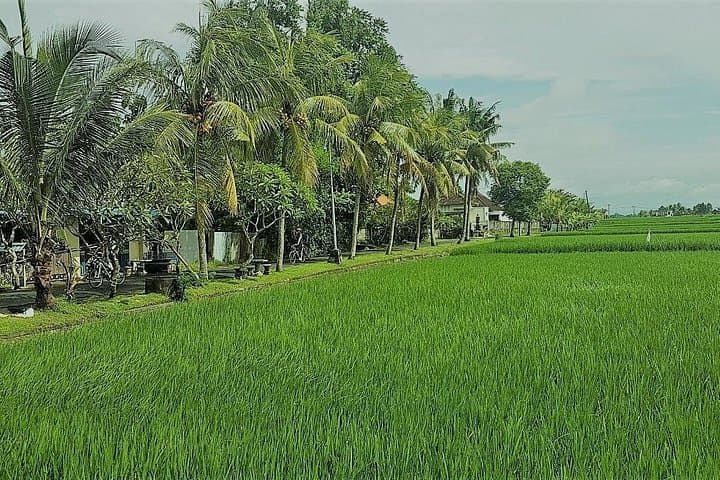 Kaba Kaba Harmony Cycling: Backroads, Rice-Field Temples & Balinese Village Life photo 3