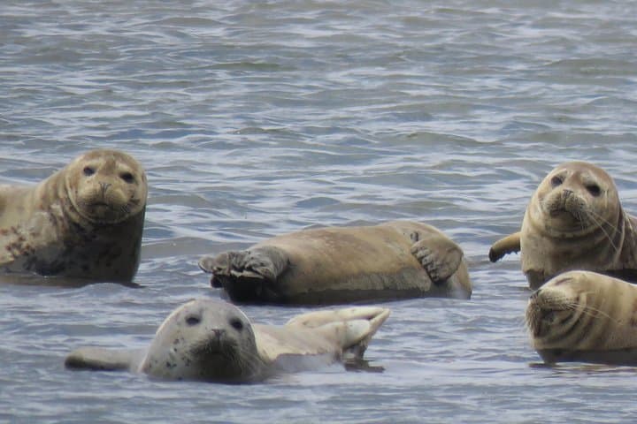 Discover Point Reyes: Private Day Tour to Coastal Cliffs & Ancient Redwoods photo 6