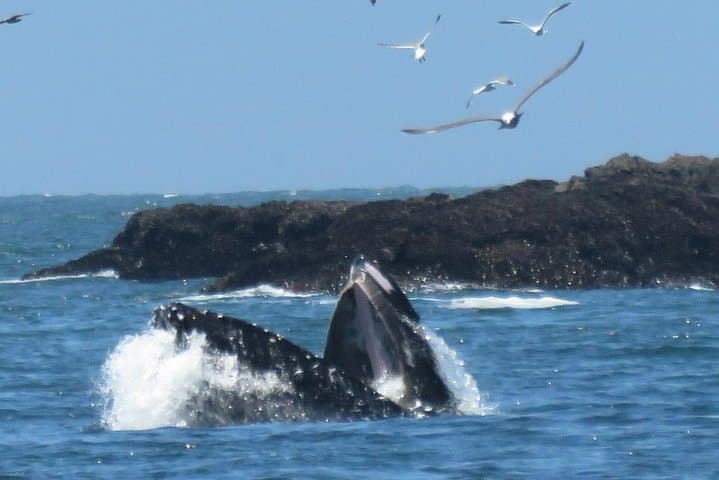 Discover Point Reyes: Private Day Tour to Coastal Cliffs & Ancient Redwoods photo 2