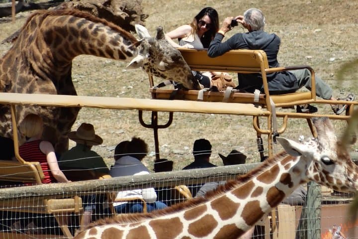 Safari West Jeep and Redwoods: Sonoma Wild Safari Adventure photo 3